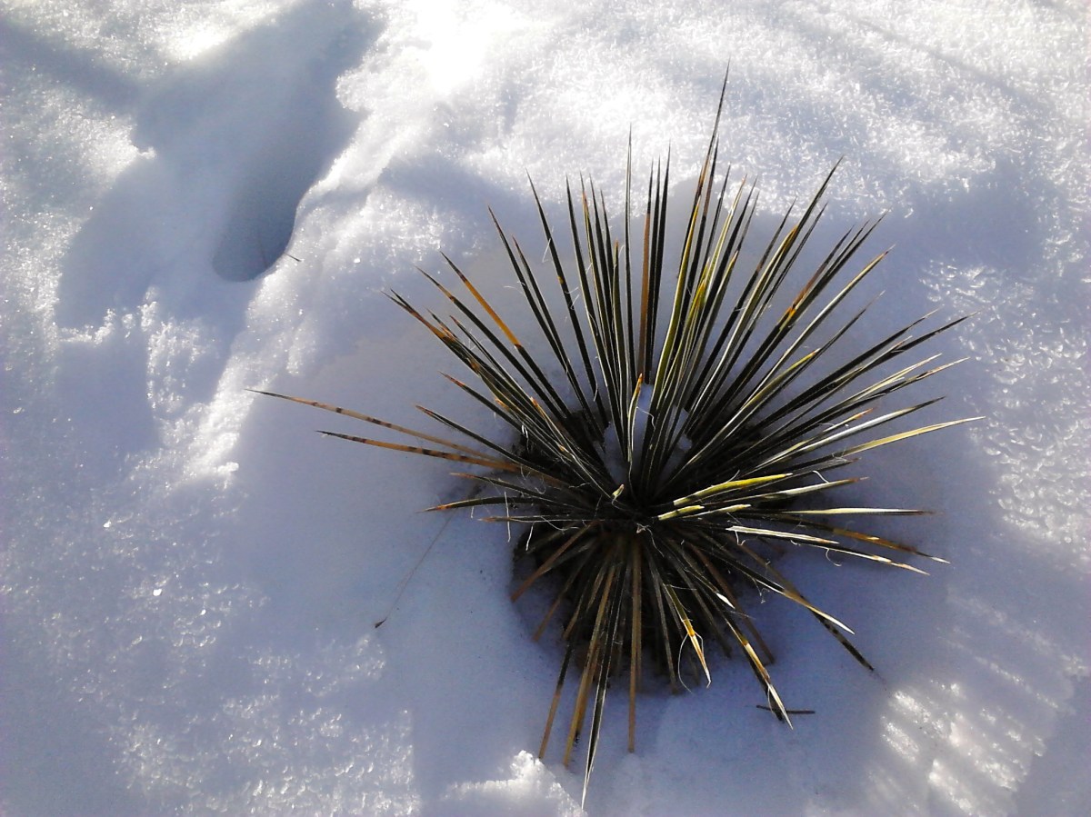 Polar Vortex or Pino&nbsp;Trail?