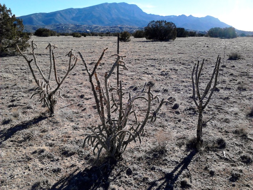 Looking south towards the Sandia Mountains.