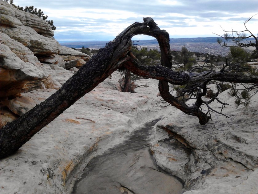 Many gnarly trees hunched against the wind.