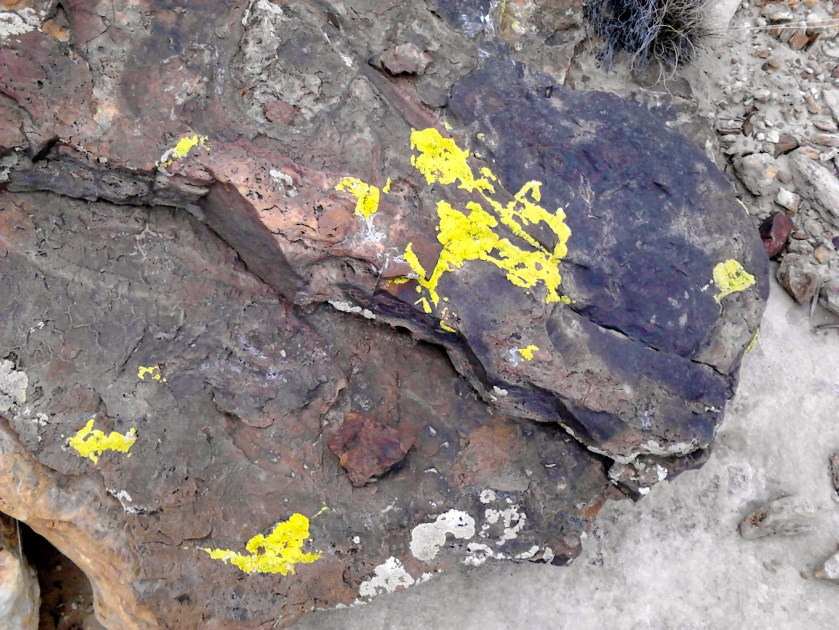 Yellow lichen growing on rocks.