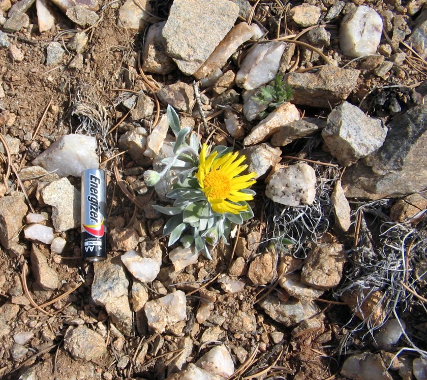 Wildflower called 'Perky Sue'