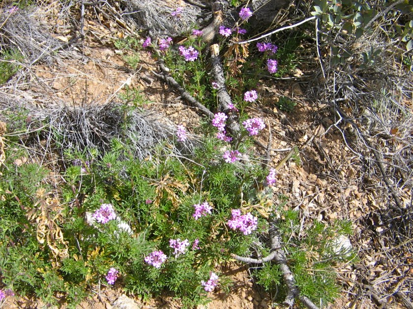Purple wildflowers.