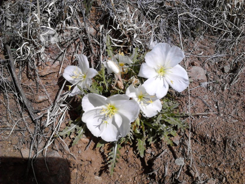 Saw quite a few of these pretty white flowers but couldn't identify them.