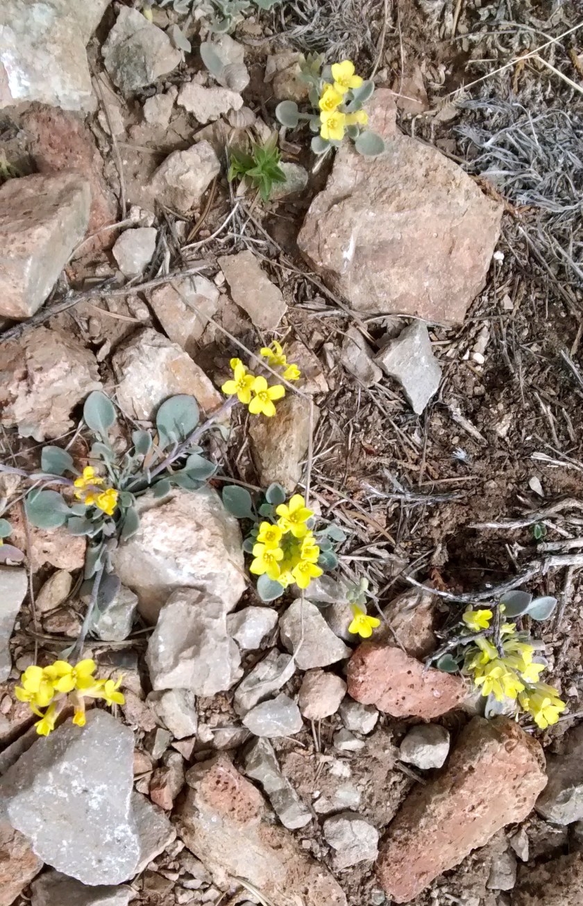 Fendler's bladderpod