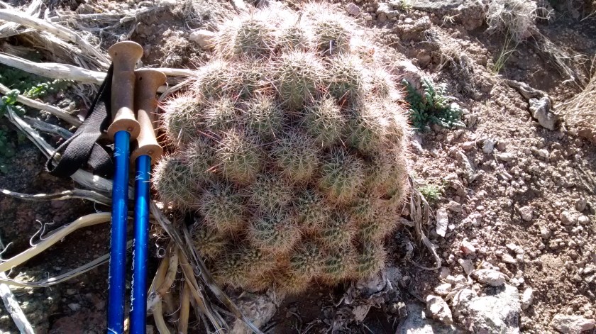 Interesting cactus