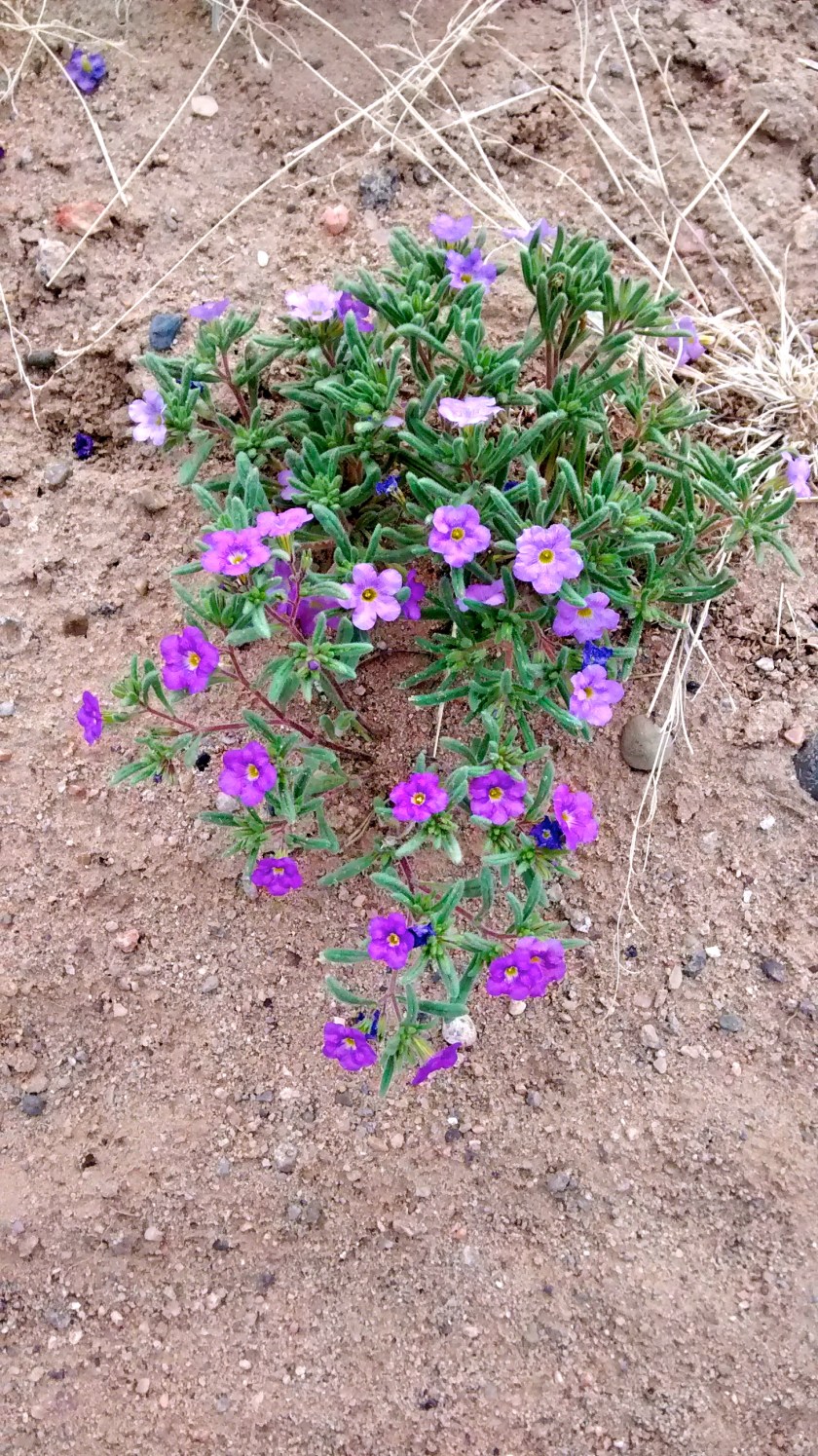 Unidentified purple flower.