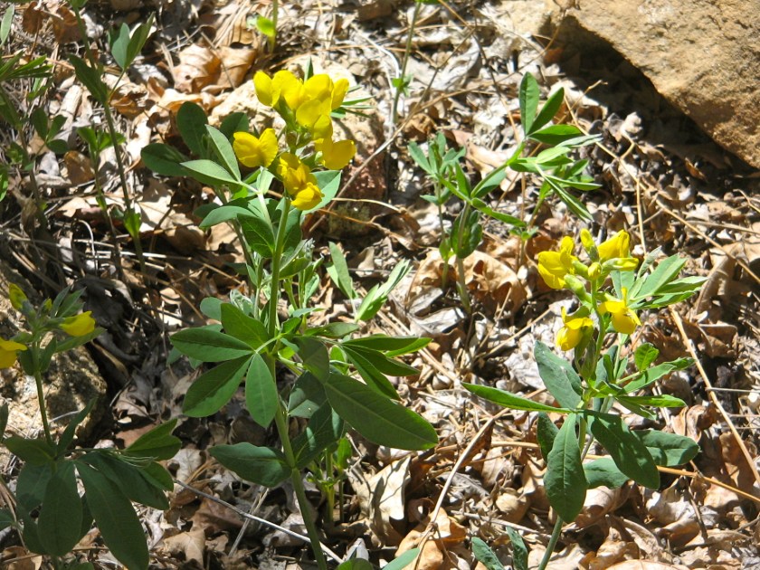 Unidentified wildflower.