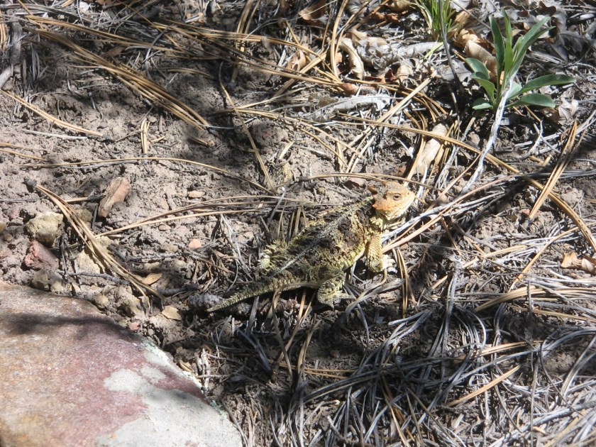 Look closely to see the Horny Toad.