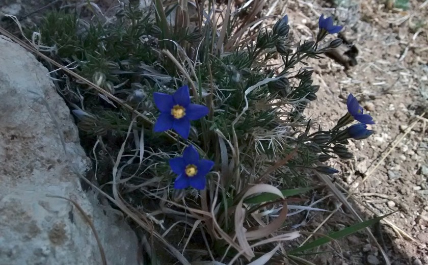Yet to be identified wildflower.