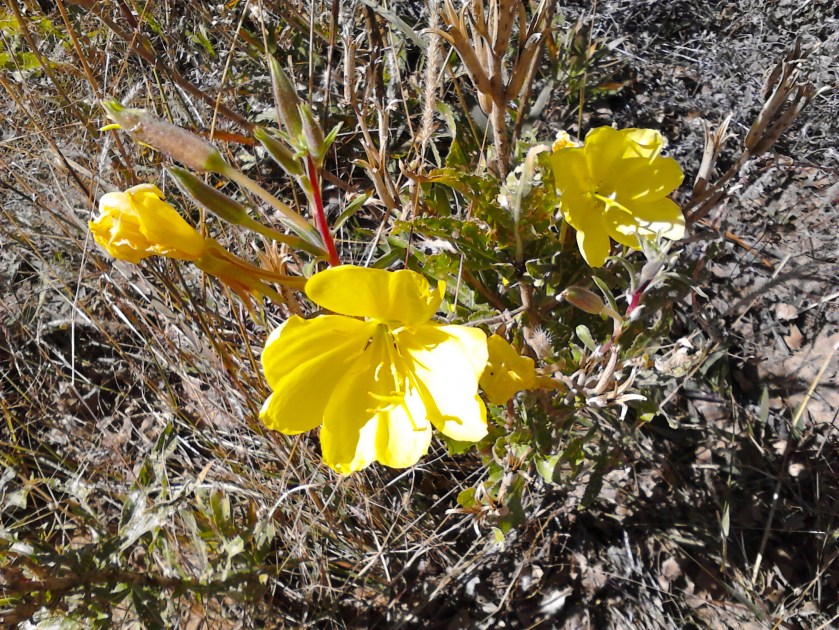 Hooker's Evening Primrose