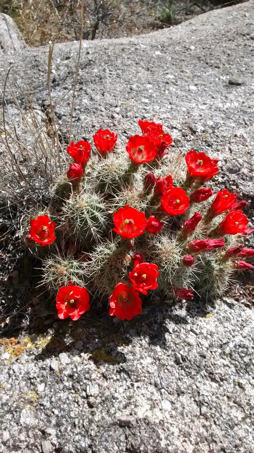 IMG_20140501_093952093