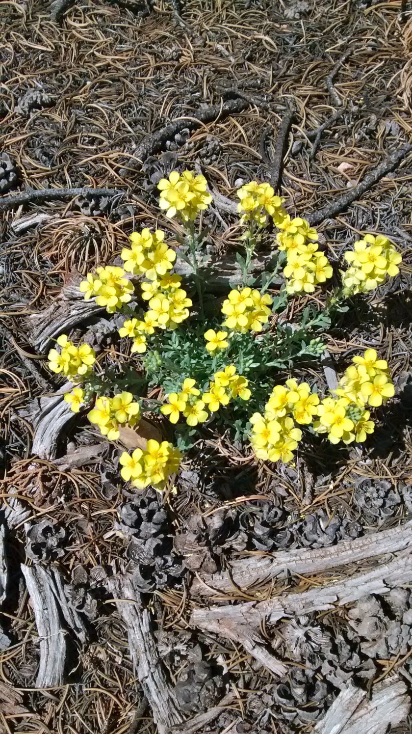 Fendler's bladderpod up close.