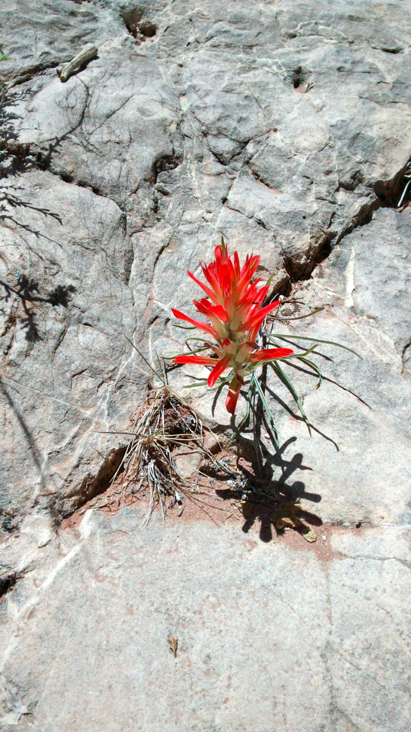 Indian paintbrush.  How can anything grow in such a rocky place?