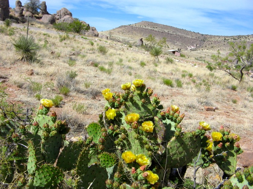Prickly Pear Cactus in bloom.