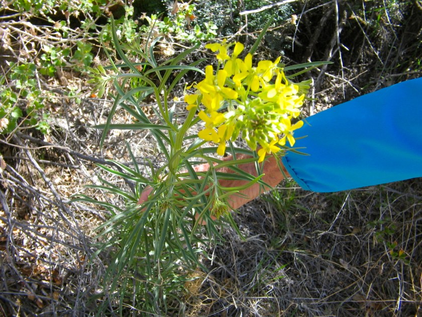 Western Wallflower