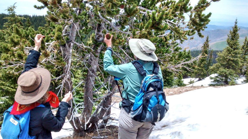 Examining a rare bristlecone pine that grows just at the edge of the tree line.