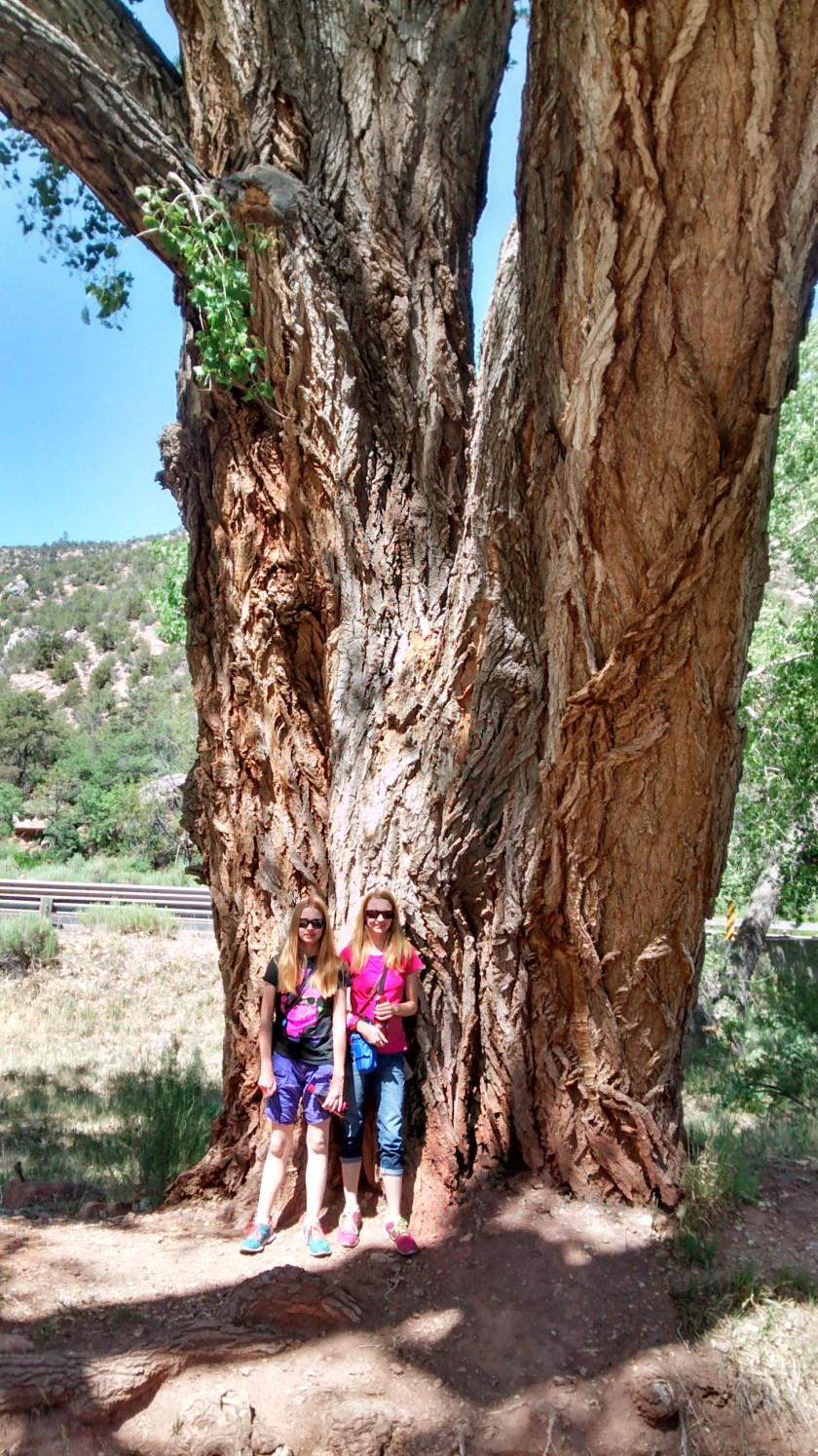 That's one heck of a big cottonwood tree!