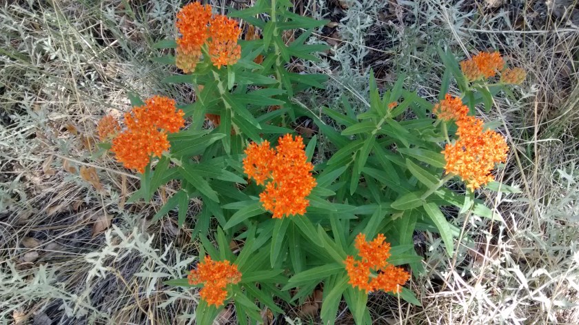 We continue to come across wildflowers that we can't identify.