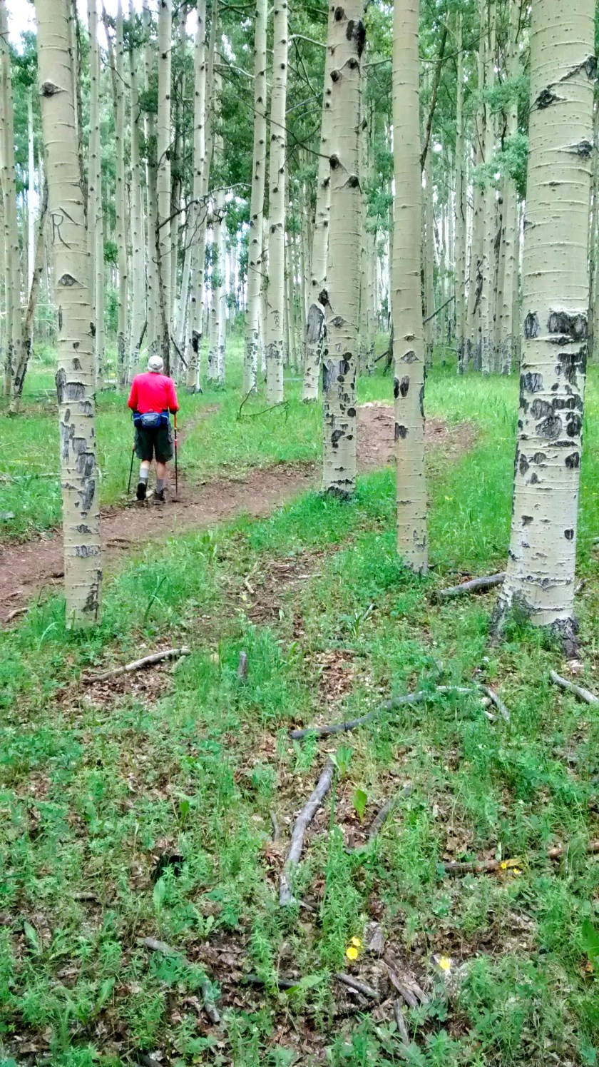 Grove on aspen trees on hike up to ridge.