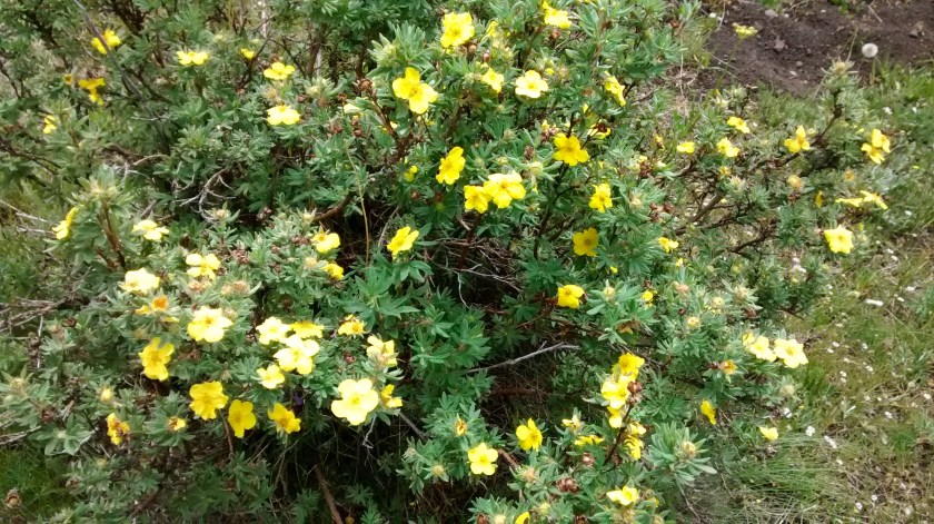 Cinquefoil