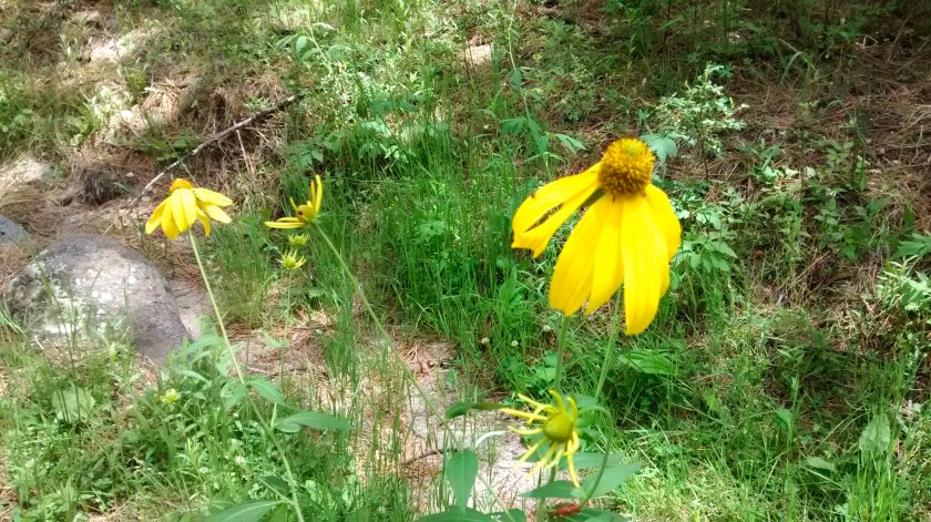 Cutleaf coneflower