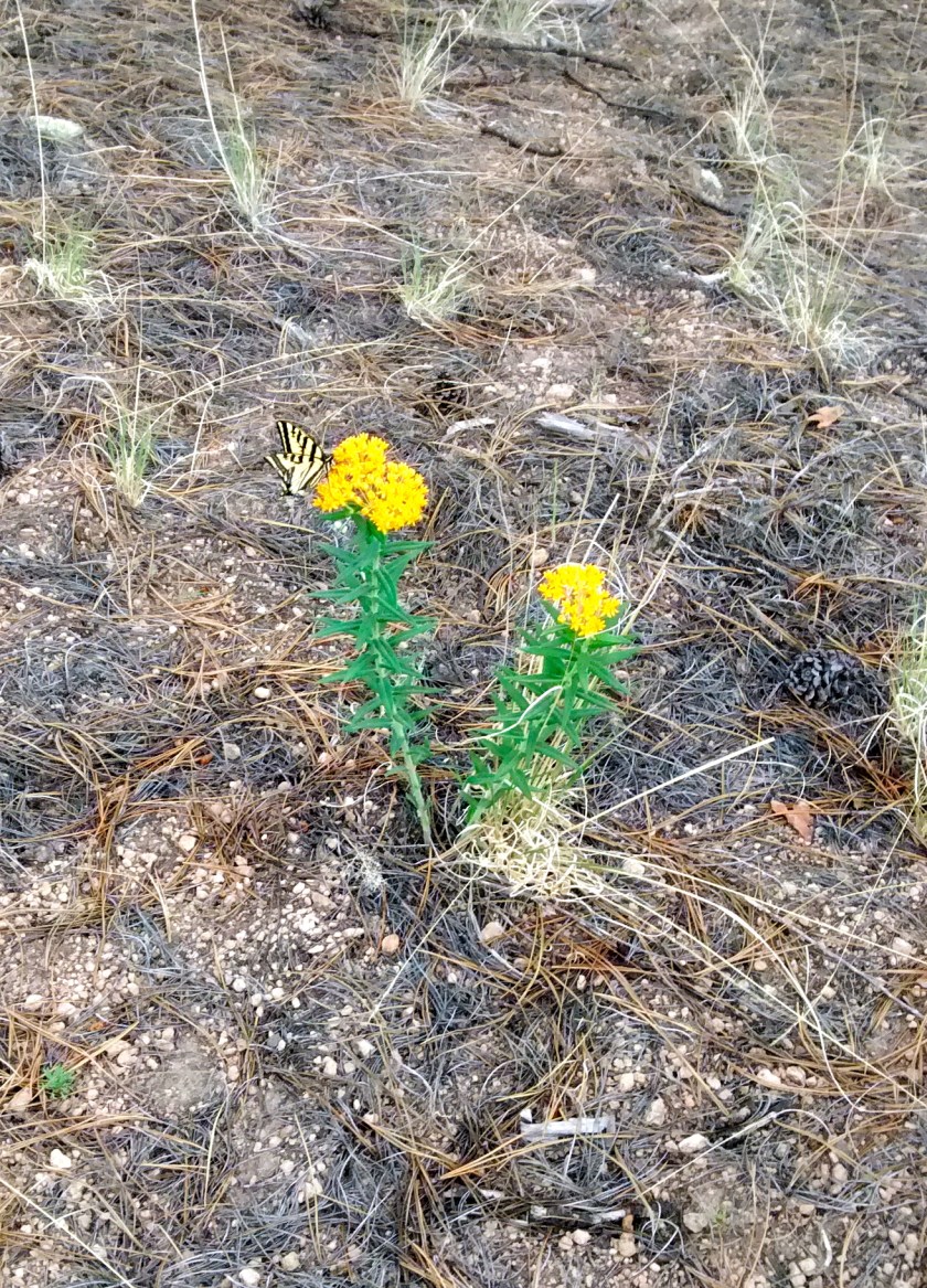 Butterfly milkweed that had a butterfly on it!