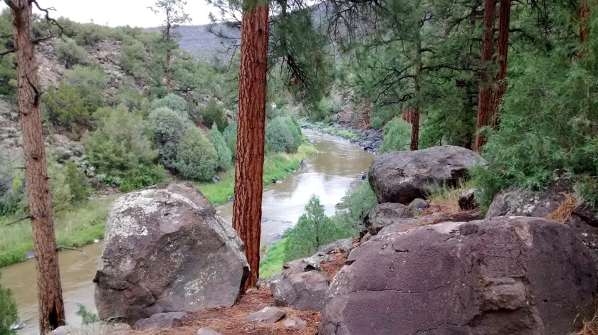 Ponderosa Pine along Rio Grande.