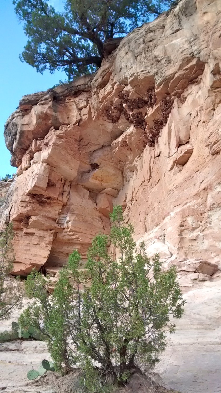 Cliff swallow nests in bluffs on hike along river.