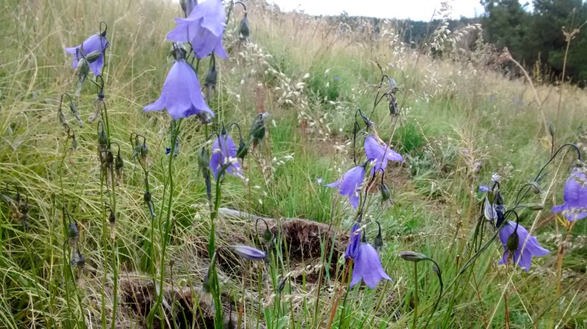 Harebells, some of my favorite wildflowers, were everywhere.