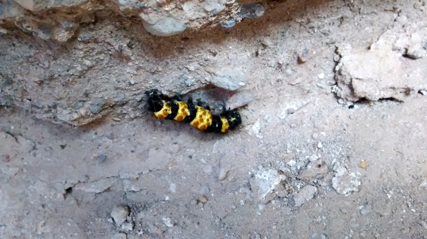 We saw several of these interesting caterpillars along the walls of the slot canyon.