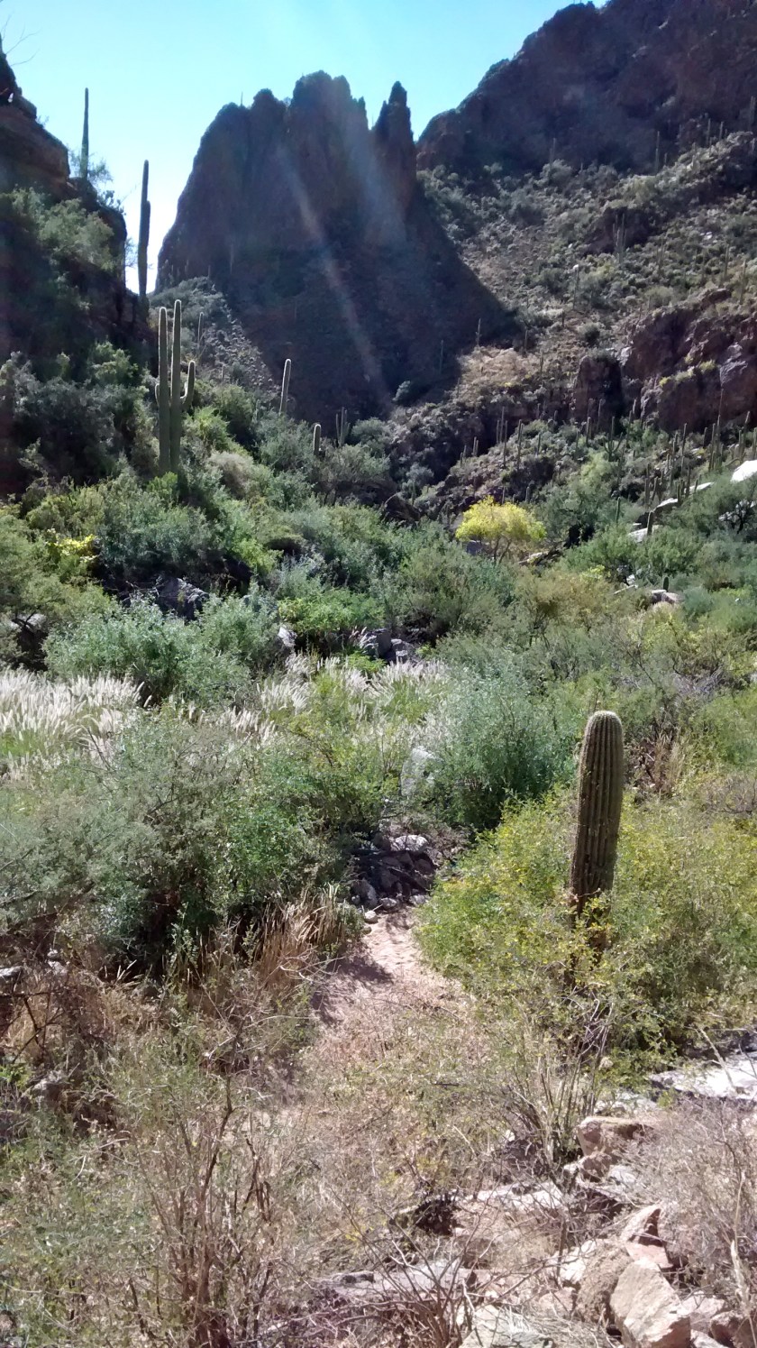 Starting steeper ascent on Ventana Canyon Trail.