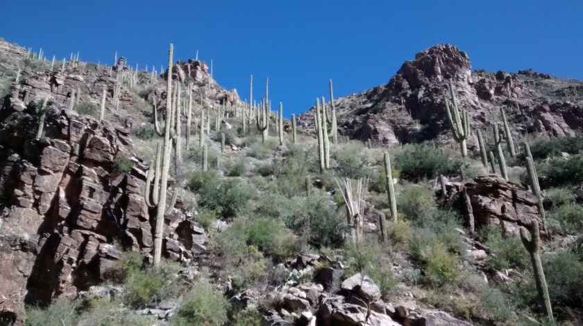 Lots of Saguaro cacti on the Ventana Canyon hike.