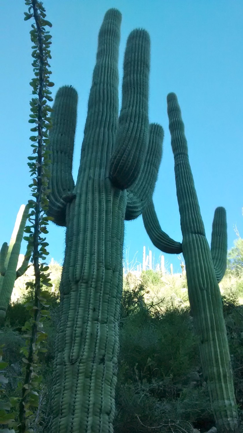 IMG_20141128_144951514