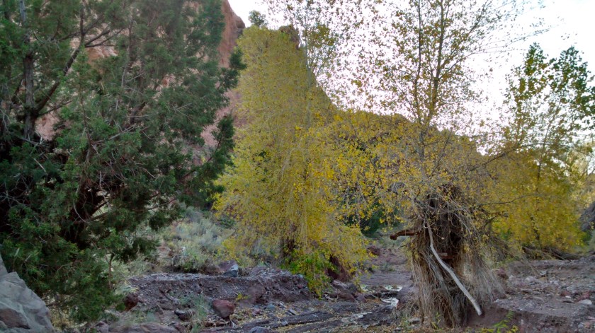A tiny stream is sometimes visible in the canyon; other times it goes underground.