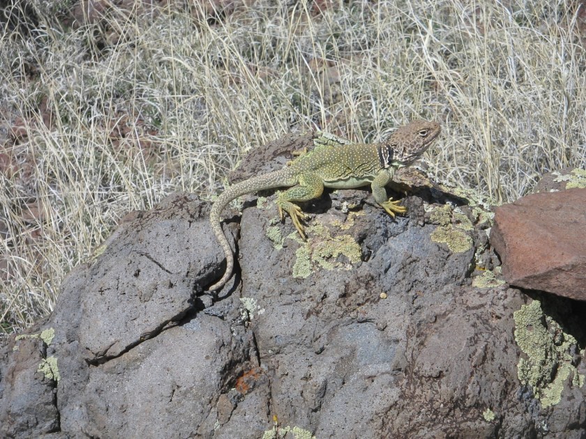 With the exception of one squirrel scampering over the rocks, this was the extent of wildlife sightings.