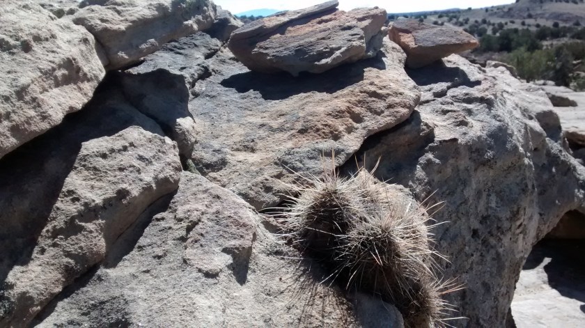 These New Mexico cacti will grow anywhere!