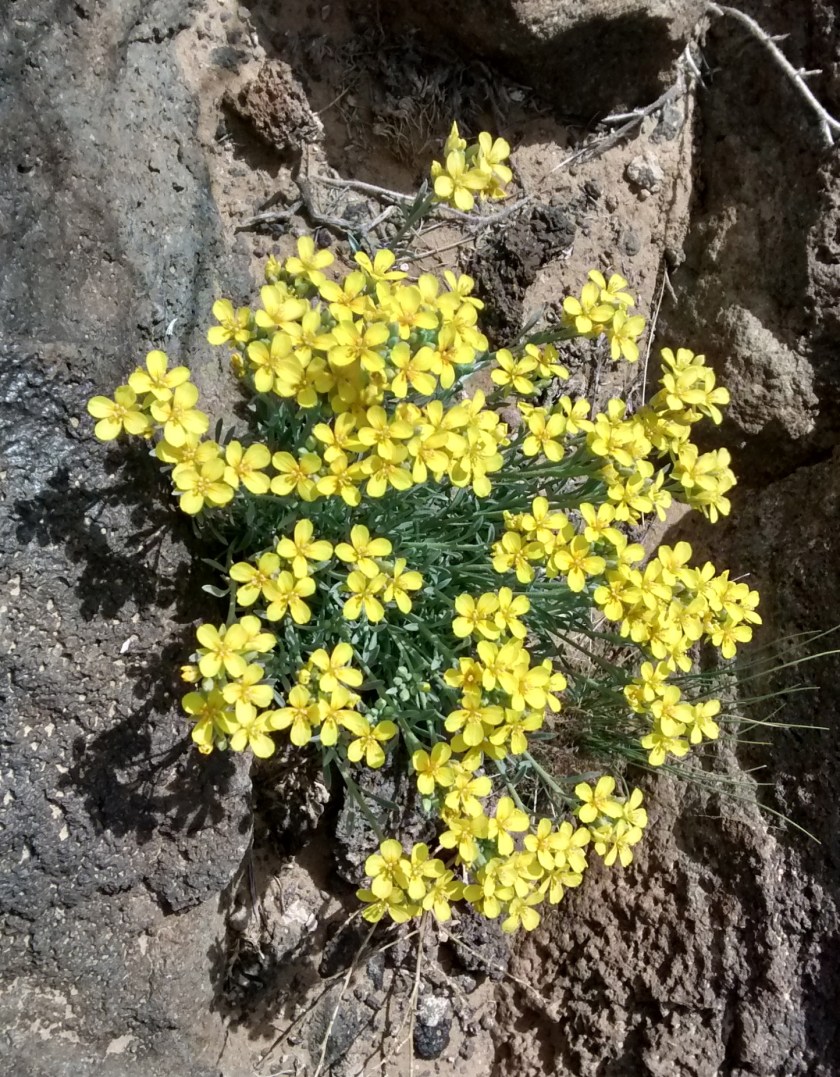 Fendler's Bladderpod