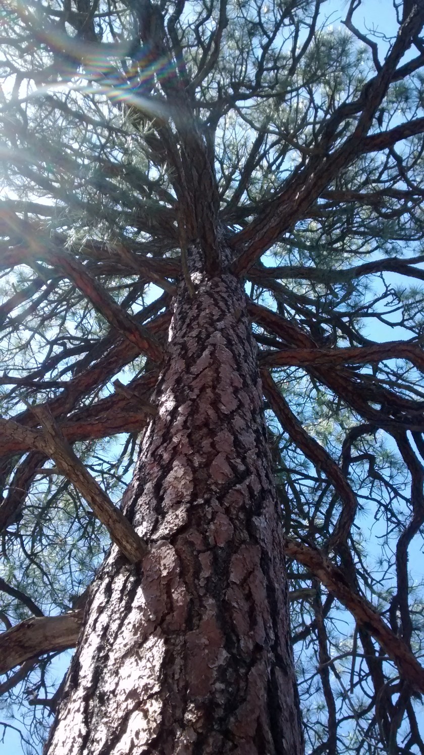 Some nice ponderosa pine amongst the piñon pine and juniper.