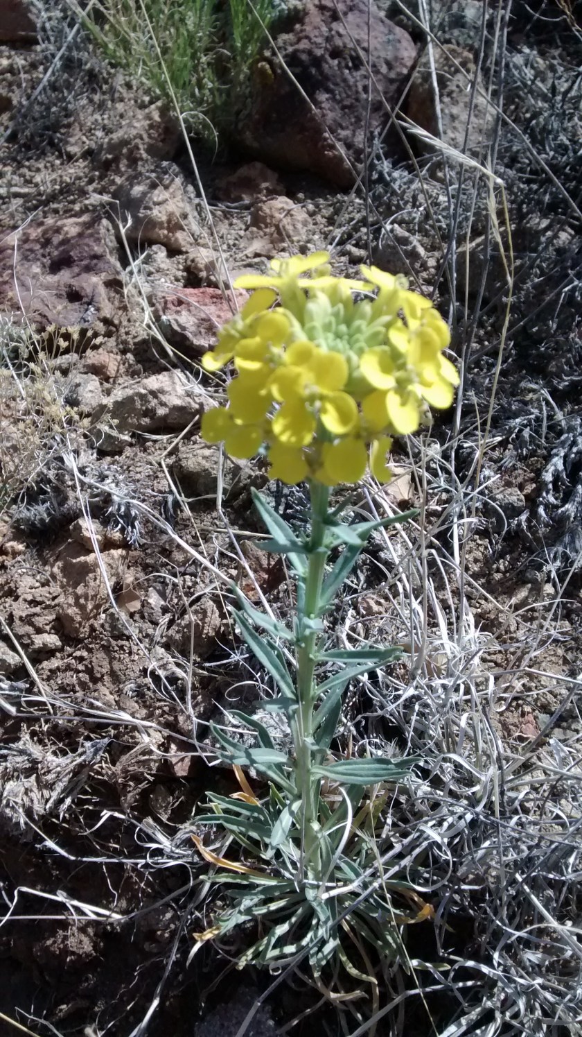 Most common flower seen today was Western Wallflower.