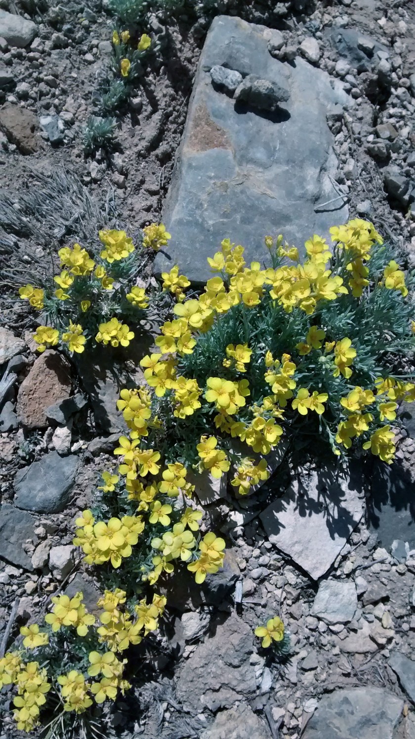 Fendler's Bladderpod