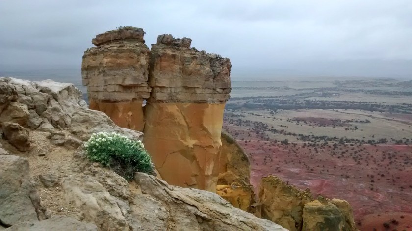 Flowers on cliff edge.