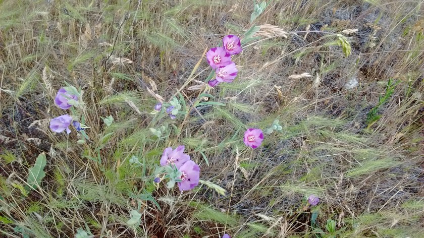 One sample of wildflowers. We learned that the common name is "farewell-to-spring."