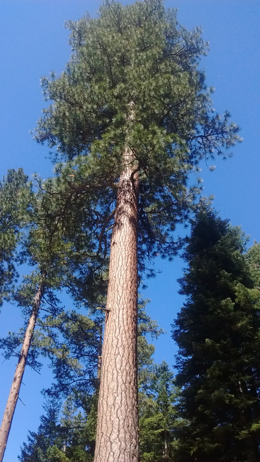 Ponderosa Pine
