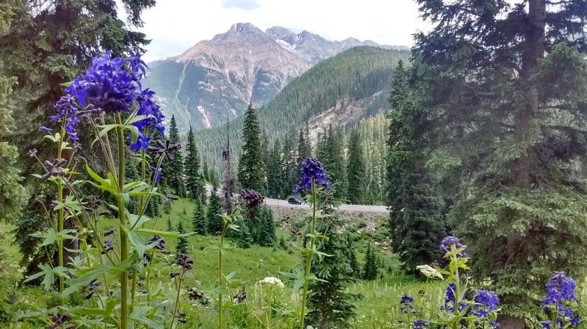 View of Hwy 550 from Pass Creek Trail.  Larkspur in foreground.