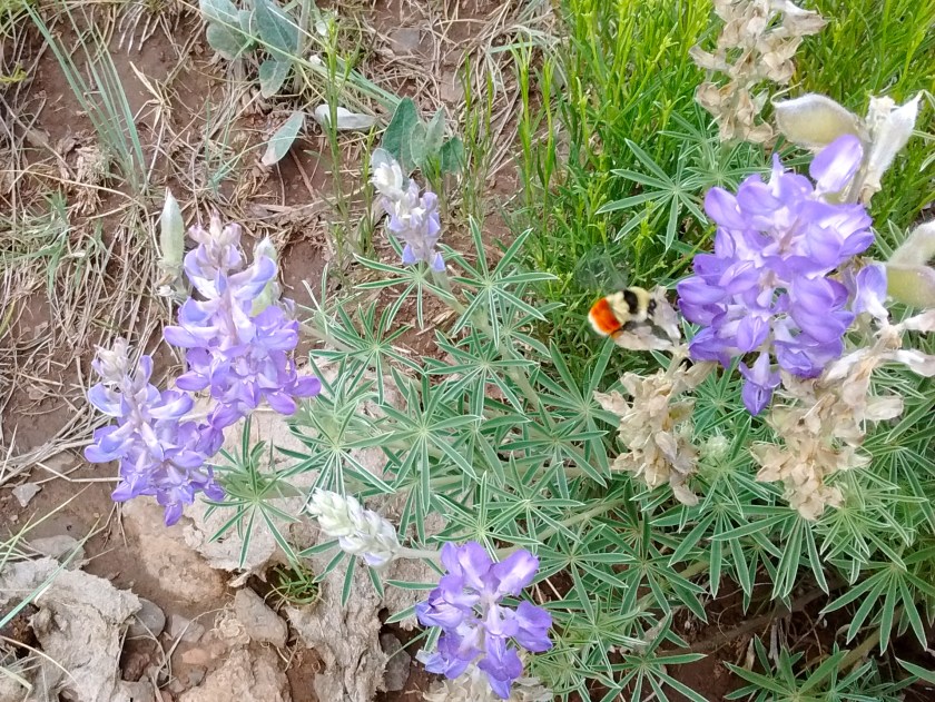 Interesting to watch a bumblebee as it pollinated the lupine flowers.