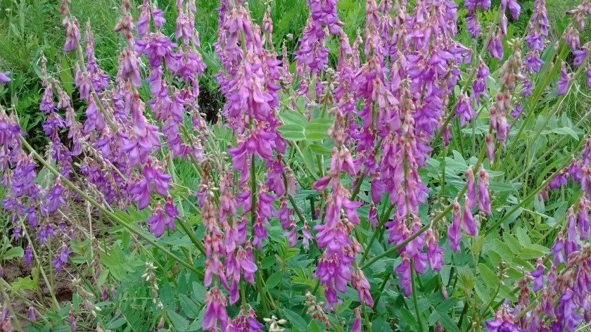 Chainpod pea.  Interesting because you could see the seed pods, hanging together in a dangling chain.