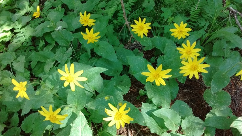 Heartleaf Arnica