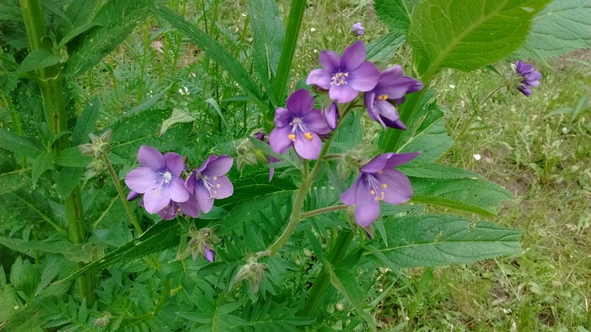 Jacob's Ladder (we think).