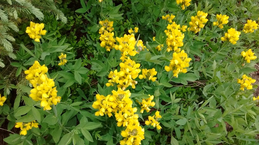 One of the yellow flowers I can identify--Golden Pea.