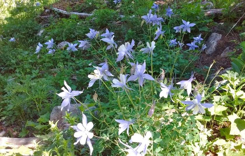 Blue (Colorado) Columbines.